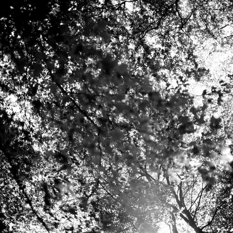 Eine unscharfe Schwarz-Weiss-Fotografie zeigt zahlreiche Äste von Laubbäumen. die reich beblättert sind. Dahinter ist der Himmel zu sehen. Die Fotografie wurde vom Boden aus gen oben geschossen.